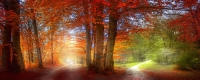 Thần Thức L&agrave; G&igrave;?